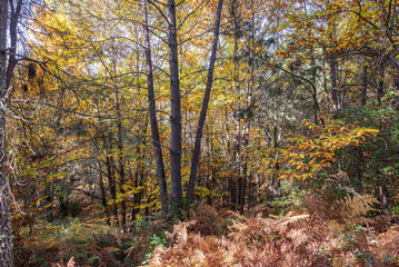 Natural forest landscape in autumn