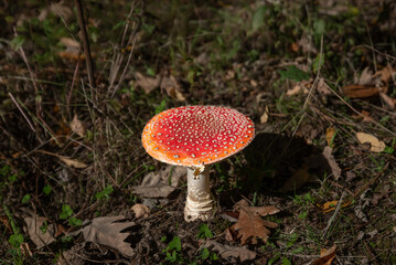 Fly agaric in the forest