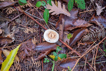 Autumn background with colorful leaves and mushrooms