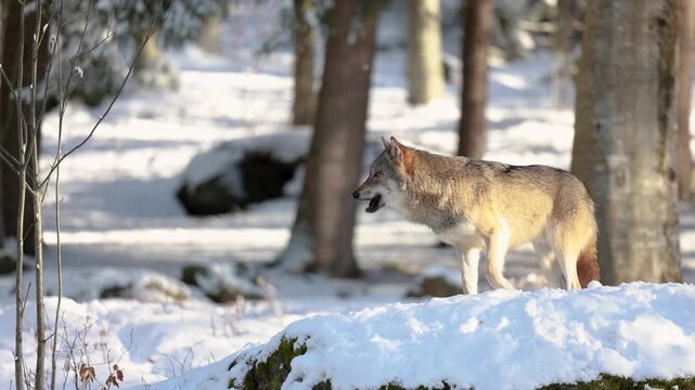 Grey Wolf walking in Snowy Bavarian Forest, Winter Scene in Bavarian Forest National Park