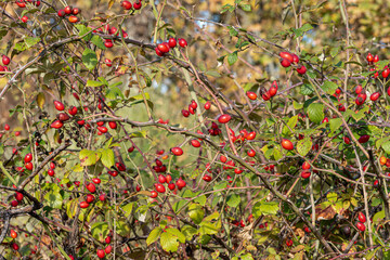 Red rosehips of Rosa canina in nature