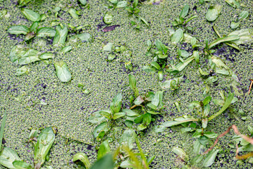 Surface covered with duckweed (Lemna minor)