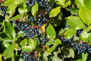 Viburnum lentago with blue-black berries