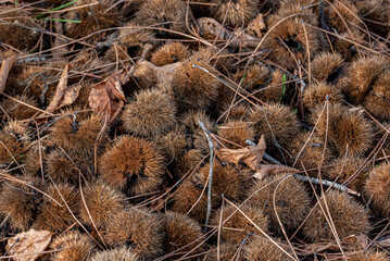 Autumn ground covered with chestnuts