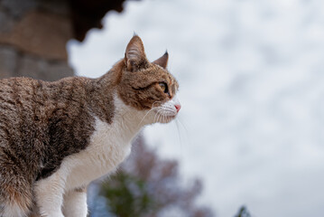European Shorthair tabby in a rural setting