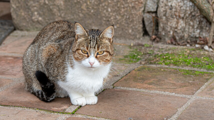 European tabby cat posing in nature