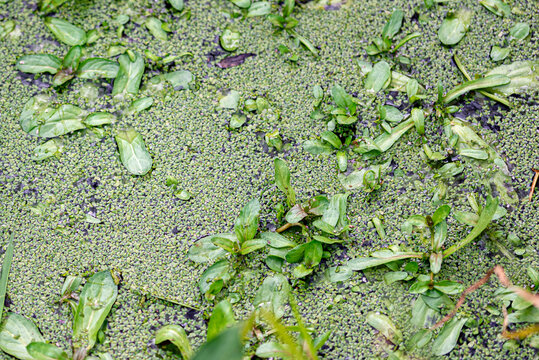 Surface covered with duckweed (Lemna minor)