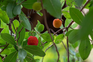 Autumn strawberry tree with red berries