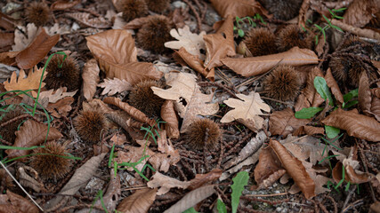 Leaves falling during autumn, melancholy