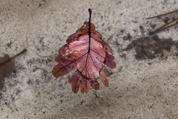 Leaves falling during autumn, melancholy