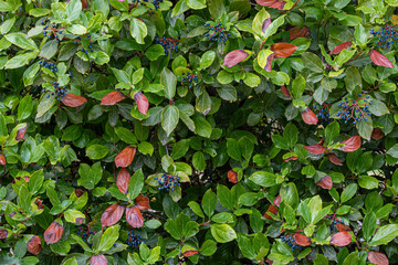 Viburnum lentago with blue-black berries
