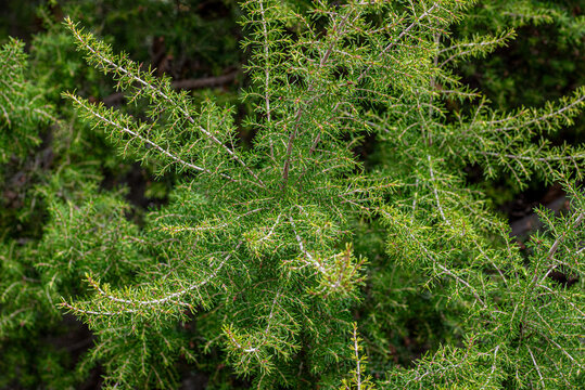 Hakea sericea, needle shrub in nature