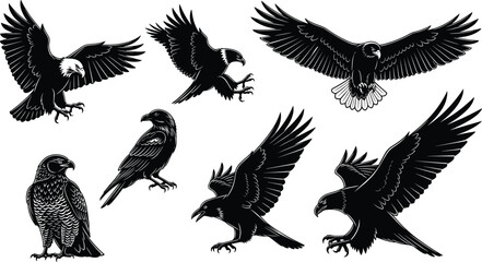 Obraz premium Eagle silhouette set isolated on white background, flying raptor bird illustration collection, wildlife predator animal outline vector design