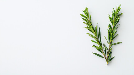 Naklejka premium Fresh rosemary sprigs are neatly arranged on a clean white surface, showcasing their vibrant green color and delicate leaves against the bright backdrop perfectly.