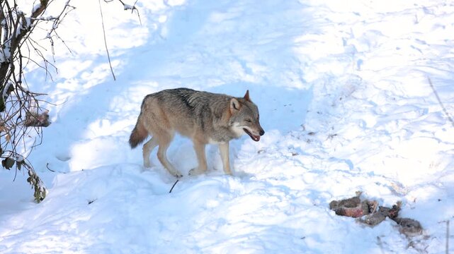 Grey Wolf walking in Snowy Bavarian Forest, Winter Scene in Bavarian Forest National Park
