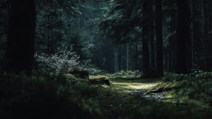 Fototapeta premium Enchanted Forest Trail
