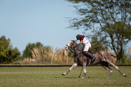 Talented polo players in full-gallop matches&mdash;both young and old&mdash;demonstrating their skill atop magnificent horses.