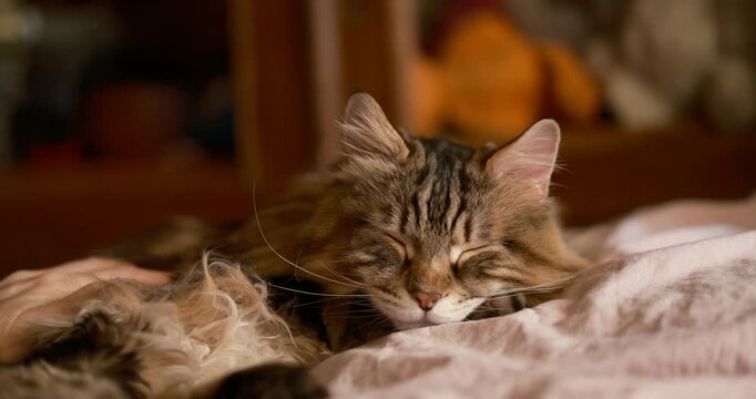 Cinematic beautiful fluffy cat resting on a bed, cozy home environment. human hand enters the frame, carefully carefully stroking  soft fur, fine texture lifestyle storytelling, pet-related content