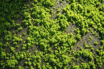 Vibrant green moss carpeting a rocky surface in a natural setting showcasing a top view perspective under daylight