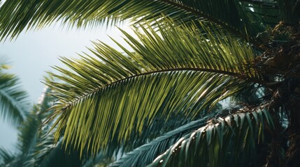 Fototapeta premium Sunlit palm leaves close-up with clear sky background.