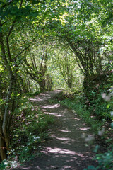 Fototapeta premium Magical Forest Path with Arching Branches Creating a Fairytale Tunnel in a Peaceful Woodland
