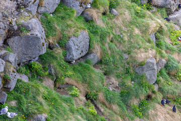 Obraz premium Papageitaucher, Möve: wild lebende Vögel in Nordisland