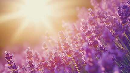 Fototapeta premium Radiant sunshine bathes a vibrant lavender field, illuminating the delicate purple blooms and creating a serene and picturesque scene of natural beauty.