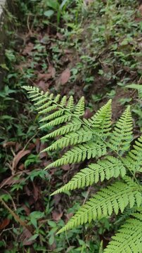 Close up of fresh green fern leaves in the tropical forest floor