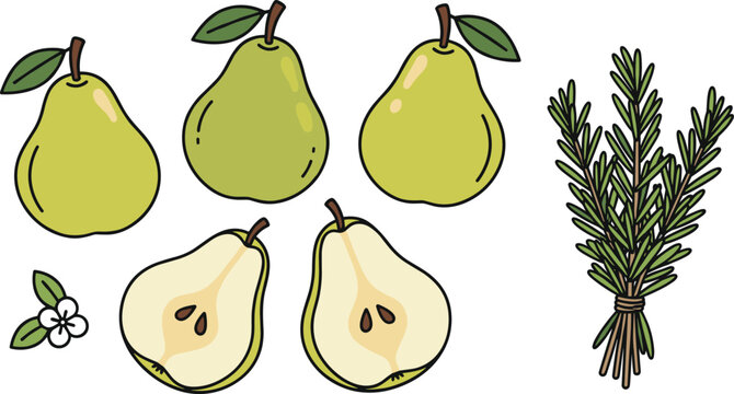 Pear Fruit Collection with Whole Halves Seeds and Rosemary Herb Bundle Vector Illustration