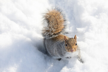 Eastern gray squirrel on a cold winter's day at the Sheffield Botanical Gardens. © Janis Abolins