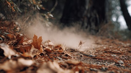 Fototapeta premium Autumn leaves and dust on forest floor