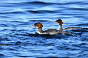 Goosanders (Mergus merganser) Swimming on Blue Water