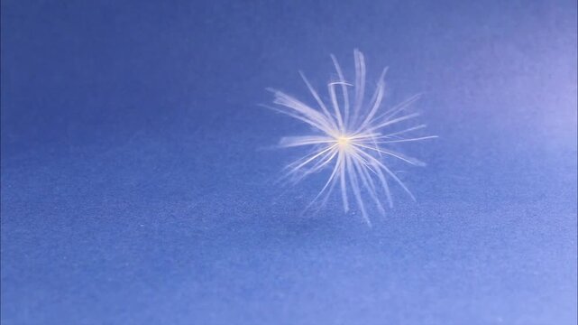 The pappus of a seed is a feathery structure that allows for wind dispersal