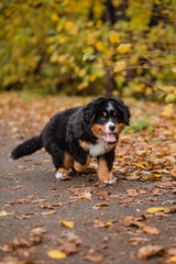 A Bernese Mountain Dog puppy enjoys an autumn walk in the park.