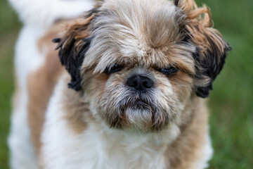 Shih tzu puppy dog. Portrait of a dog