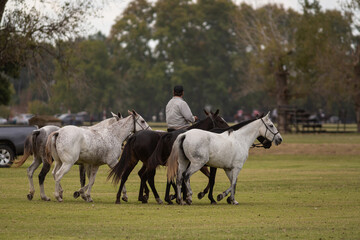 Obraz premium Polo horses, players, workers, tools, gear, equipment, field, sport.