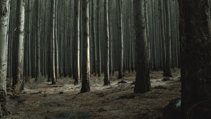 Eerie forest with tall straight trees