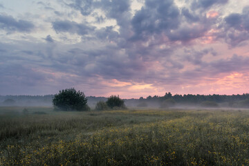 The first light of a summer dawn illuminates a vast, wild meadow. The sky is painted with colorful clouds in soft pastel hues, while the lush green grass below glows with morning dew
