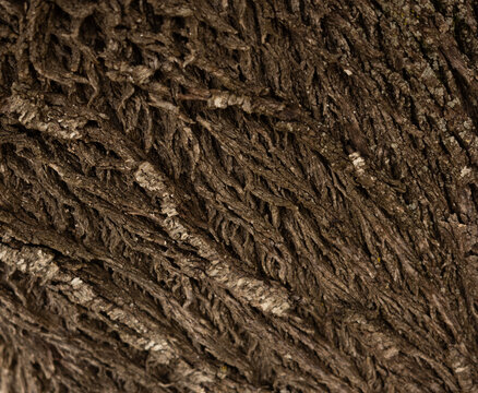 Textura de la corteza de almendro