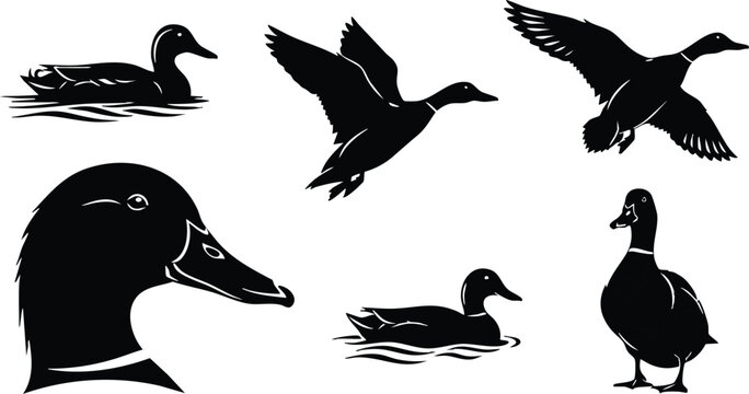 Black silhouette vector art of duck head close up flying ducks landing and standing mallard birds in various poses isolated on white background detailed feather shapes