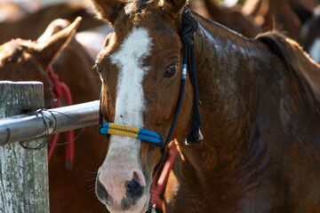 Polo horses, players, workers, tools, gear, equipment, field, sport.
