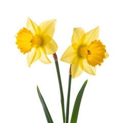 Fototapeta premium Two Yellow Daffodil Flowers Standing Side by Side With Green Stems on a White Background