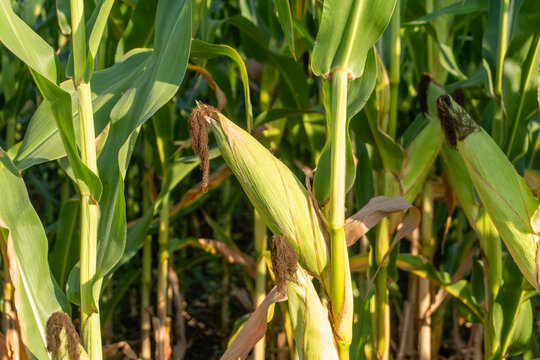 Sweet Corn Growing in a Field During the Late Afternoon in a Rural Area With Tall Green Plants