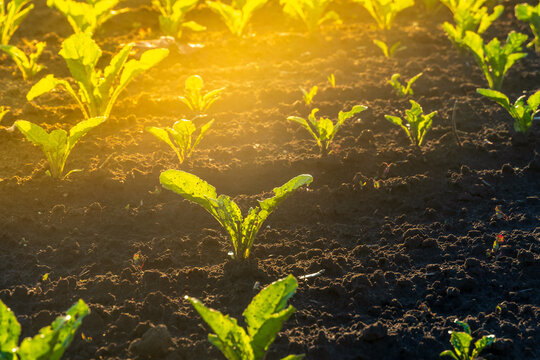 Beets Grow in the Field Under the Sun on a Bright Day in the Middle of the Growing Season With Clear Blue Sky Above