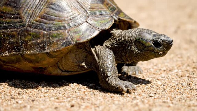 Ancient reptile tortoise with textured shell walking in nature.