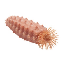 Unique Sea Cucumber Found in the Ocean Near the Coral Reef During Low Tide