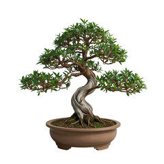 Bonsai Tree With Green and Red Leaves in a Pot on a Plain Background