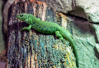 Fototapeta premium Ocellated lizard (Timon lepidus). An endangered species of Iberian lizard.