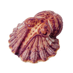 Unique Octopus-Like Sea Creature With Distinct Features in Bright Colors on a White Background