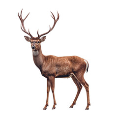 Deer Standing in a Field With Colorful Antlers During the Day in a Natural Setting